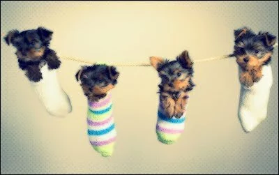Yorkie Puppies in Socks