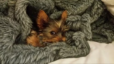 Yorkie puppies in Cape Town