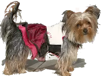 Yorkie wearing Riana&#39;s doggy clothing