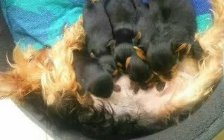 Snoekie suckling her puppies