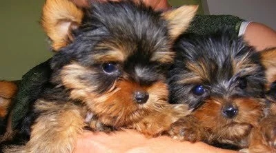 Tiny teacup Yorkshire Terrier puppies