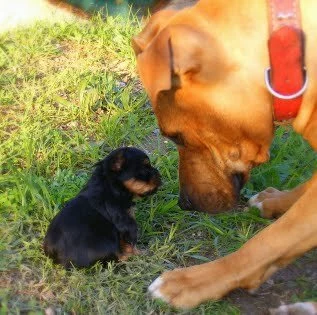 Big dog with a little Yorkie - Can a yorkie get along with other dogs?