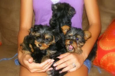 Five Yorkshire Terrier puppies for sale