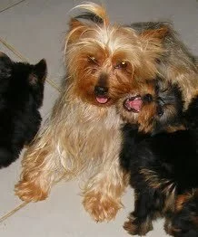 Mommy yorkie with baby for sale