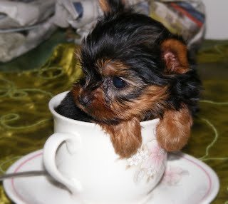Teacup Yorkie puppy sitting inside a teacup — understanding the reality behind the marketing term