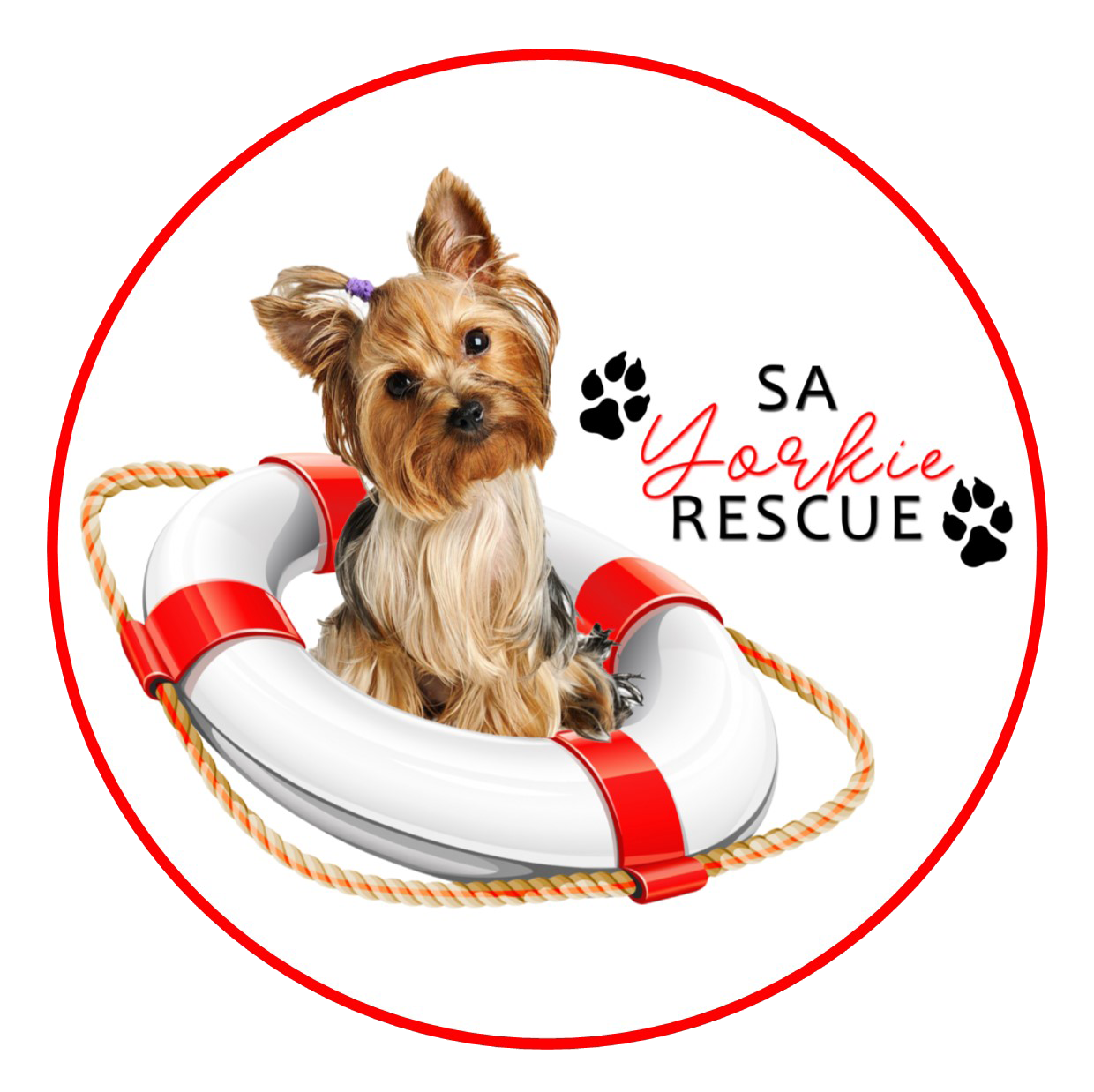 Yorkie adoption page image