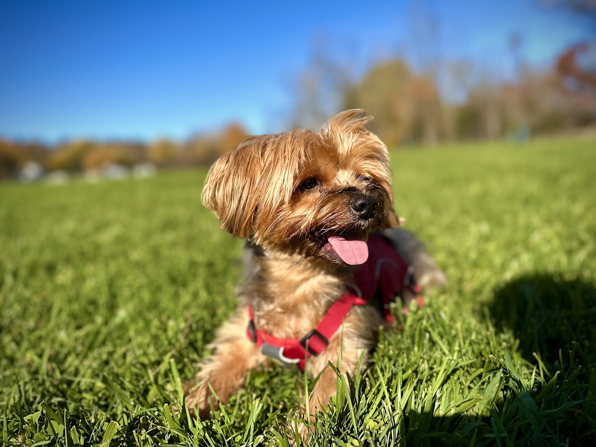 Happy Yorkie in a sunny field - Yorkie care and ownership guidance