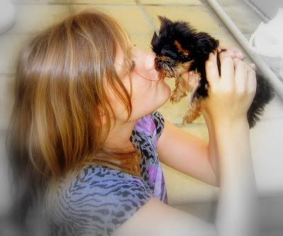 Yorkie portrait used on the Yorkiesa rebuild homepage